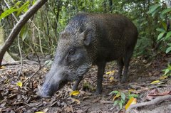 梦见打死野猪吉凶测试